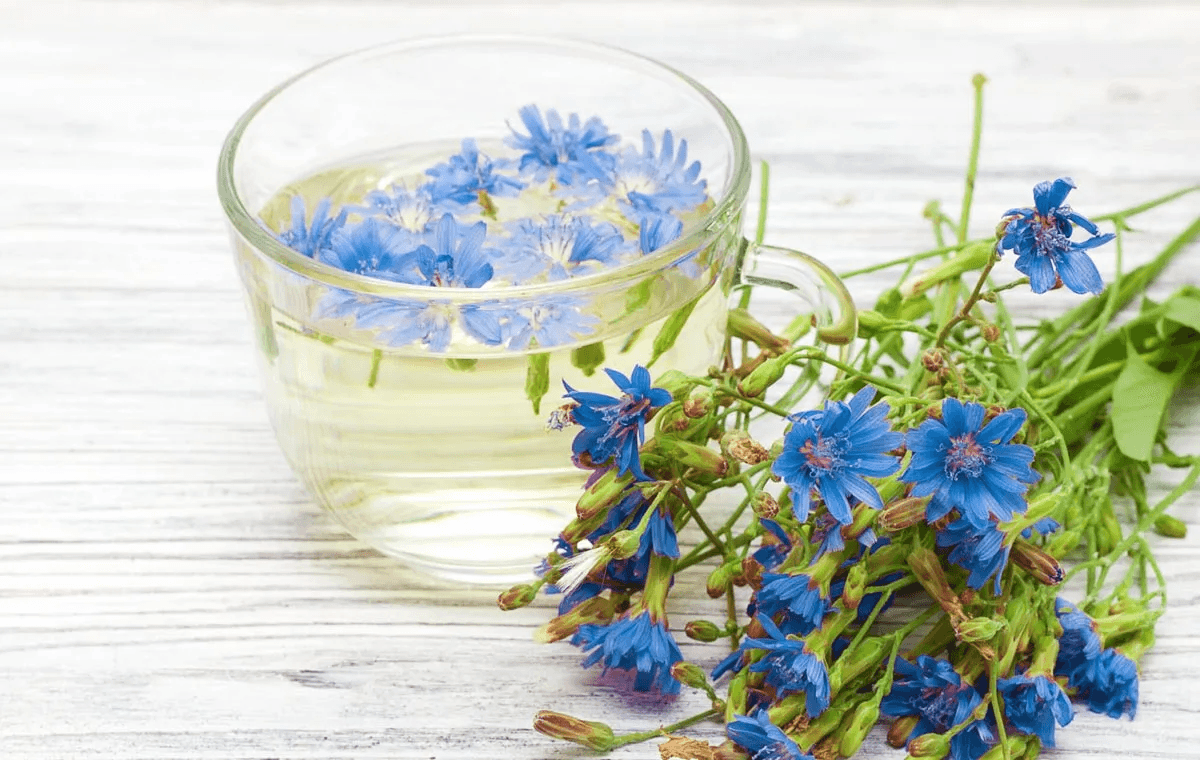 عرق کاسنی؛ از سلامت کبد تا کاهش عطش؛ واقعیت چیست؟