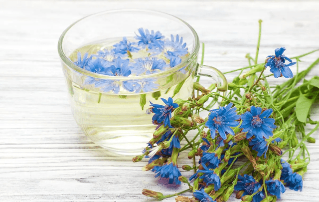 عرق کاسنی؛ از سلامت کبد تا کاهش عطش؛ واقعیت چیست؟