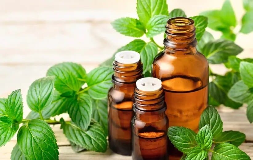 روغن این گیاه فشار خون بالا را 20 روزه بهبود می بخشد