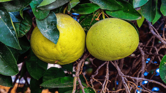 میوه ای که خاصیت ضد ویروسی و ضد التهابی دارد