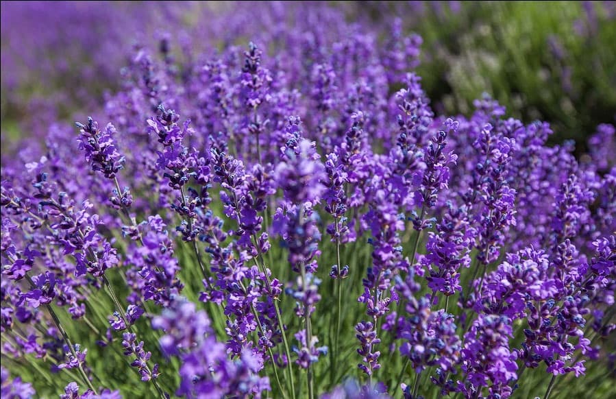 نسخه ای گیاهی برای کاهش التهابات روحی و روانی