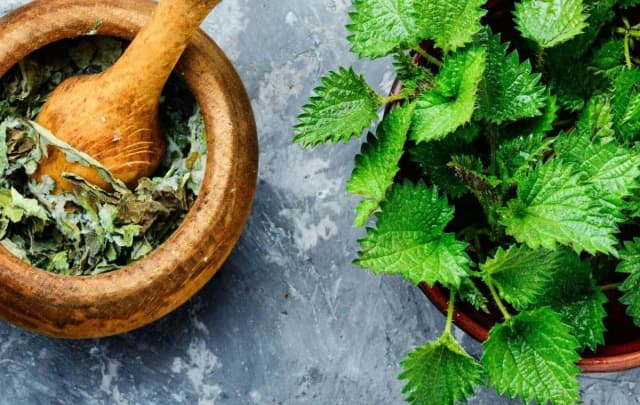گزنه؛ گیاهی سنتی که در پژوهش‌های جدید دوباره مورد توجه قرار گرفته است