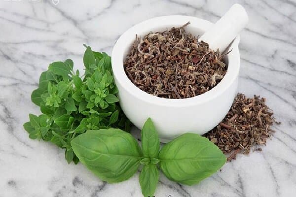 ریحان مقدس؛ گیاهی سنتی که پژوهشگران همچنان اثرات آن را بررسی می‌کنند
