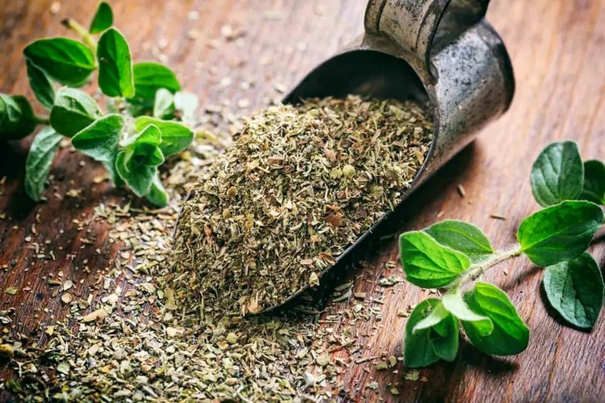آویشن؛ گیاهی سنتی که همچنان مورد توجه پژوهش‌های علمی است