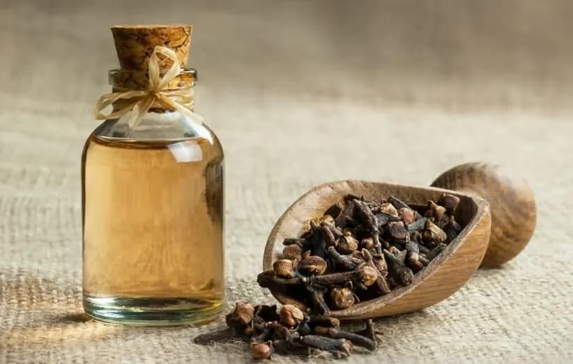 میخک؛ ادویه‌ای معطر با سابقه طولانی در طب سنتی