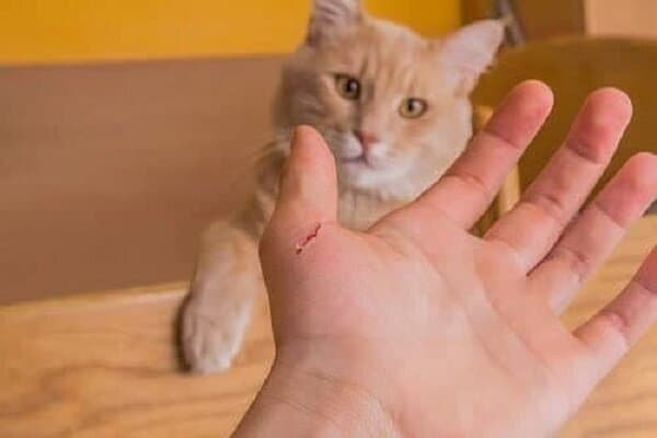 هاری از گربه هم به انسان منتقل می‌شود؟