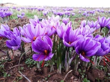 زعفران؛ گیاه دارویی ارزشمند در مسیر توسعه کشت و فرآوری