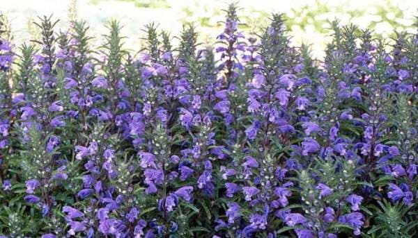 بادرشبی؛ گیاه دارویی مراغه در کانون توجه قرار گرفت