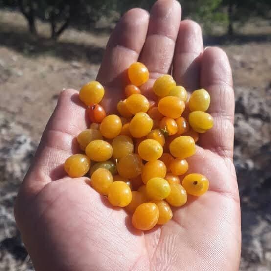 بلالوک؛ میوه وحشی زاگرس با ظرفیت دارویی و اقتصادی