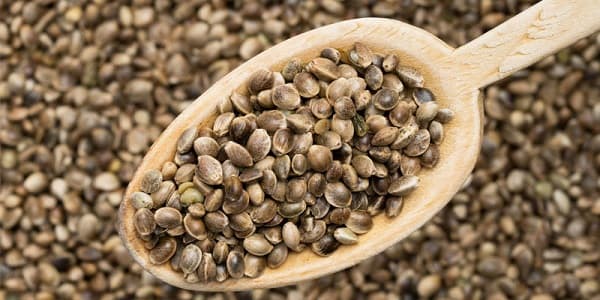 شاهدانه در مقابل دانه کتان؛ بهتر است کدام‌یک را مصرف کنیم؟