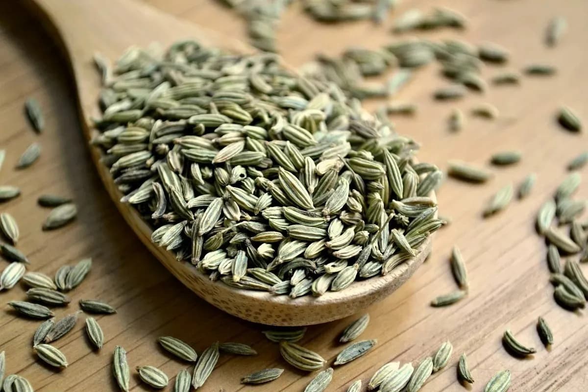 رازیانه؛ گیاهی سنتی که در طب ایرانی برای سلامت گوارش و زنان کاربرد دارد