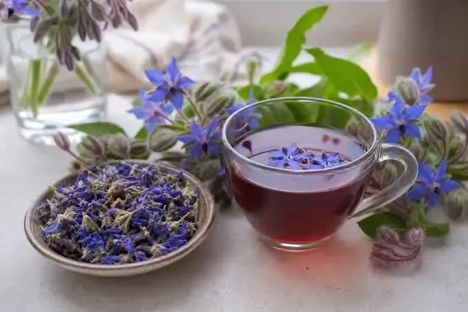 گل گاوزبان؛ گیاهی پرطرفدار در طب سنتی برای آرامش و کاهش استرس
