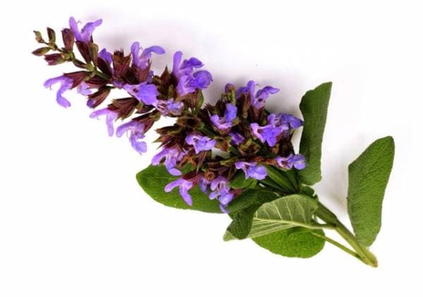 زوفا؛ گیاهی معطر با سابقه طولانی در طب سنتی
