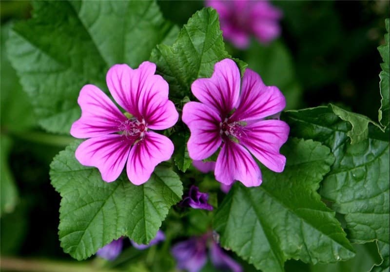 پنیرک؛ گیاهی دارویی با کاربردهای سنتی برای سرفه و التهاب گلو
