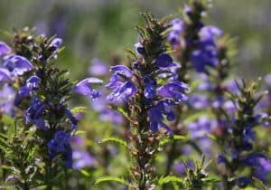 بادرشبی؛ گیاه دارویی خوش‌عطر سهند در مسیر فرآوری سنتی