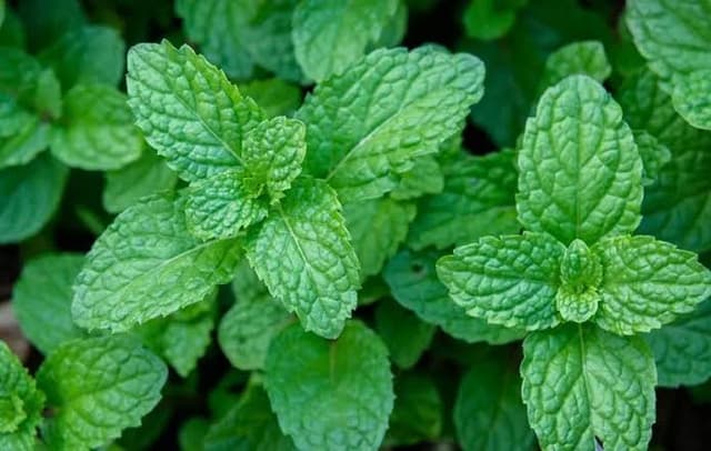 گیاهی معطر با خواص شگفت‌انگیز برای سلامتی خوشبو کردن دستگاه تنفسی با نعناع