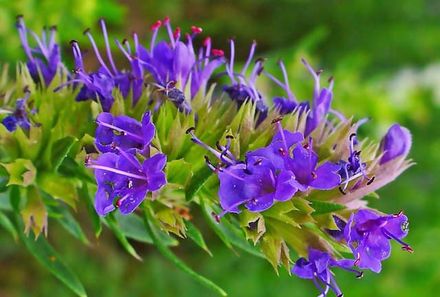 خواص درمانی گیاه زوفا