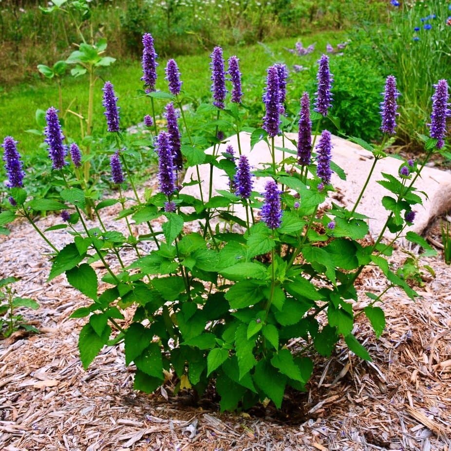 زوفا؛ گیاهی کمترشناخته‌شده در طب سنتی که برای گوارش مورد توجه بوده است