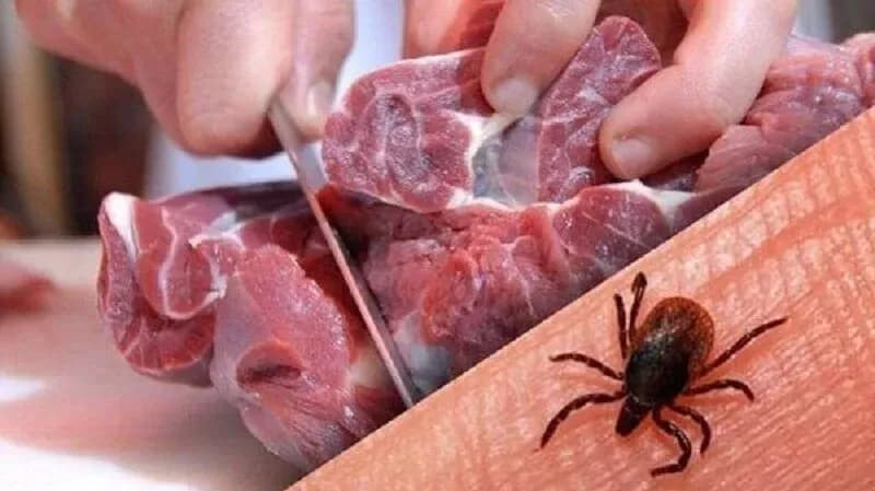 شناسایی ۱۱ مورد تب کریمه کنگو در یزد؛ هشدار درباره مصرف گوشت تازه