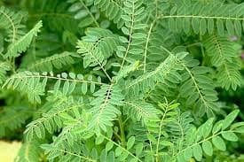 گیاهی تلخ که فواید زیادی دارد
