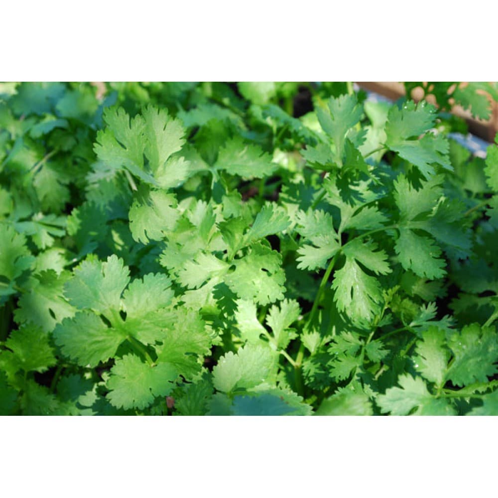 بررسی خواص آنتی‌اکسیدانی و ضدمیکروبی گیاه «Polygonum odoratum»
