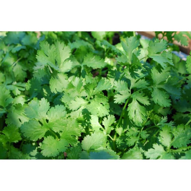 بررسی خواص آنتی‌اکسیدانی و ضدمیکروبی گیاه «Polygonum odoratum»