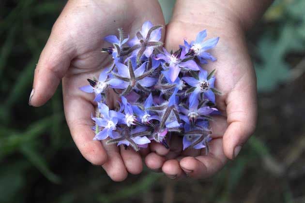 پژوهش ها: گل گاوزبان، آرام بخش طبیعی برای اضطراب و بی خوابی