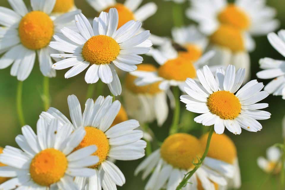 بابونه، آرام بخش طبیعی برای بهبود خواب و گوارش