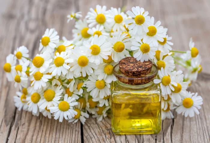 بابونه در طب سنتی؛ بررسی شواهد درباره آرامش و اضطراب