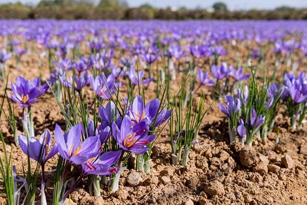 زعفران؛ از کاربردهای سنتی تا بررسی اثرات احتمالی بر خلق‌وخو