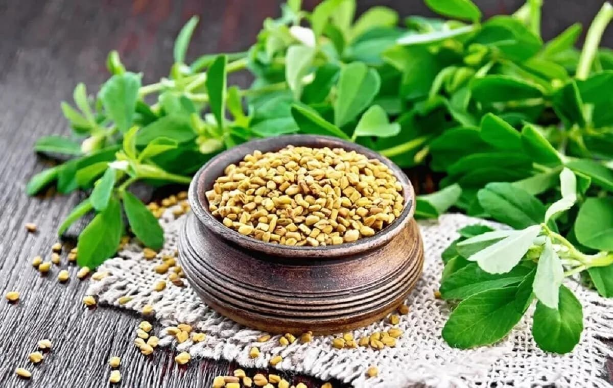 شنبلیله و کنترل قند خون؛ متاآنالیزهای تازه از نقش آن در کاهش هموگلوبین A1c و بهبود چربی خون می گویند