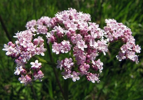 سنبل الطیب و خواب؛ پژوهش های تازه از مکانیسم اثر ملایم آن بر مغز و تفاوتش با خواب آور های شیمیایی می گویند