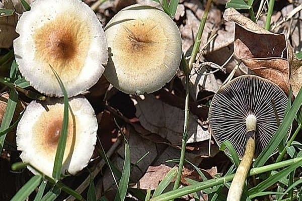 هشدار جدی درباره مسمومیت با قارچ‌های خودرو در پاییز؛ نکات ایمنی نگهداری مواد غذایی