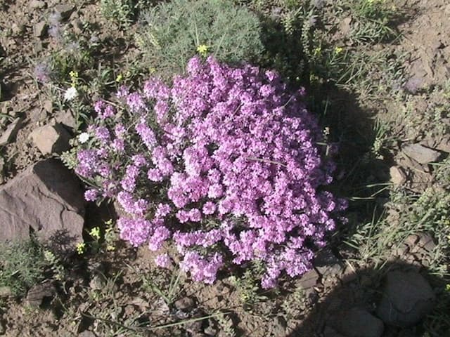 گیاهان دارویی چگونه ممکن است بر التهاب مفاصل اثر بگذارند؟