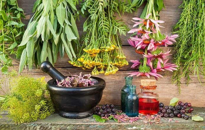 سازمان جهانی بهداشت بر ارتقای کیفیت و ایمنی داروهای گیاهی تأکید کرد