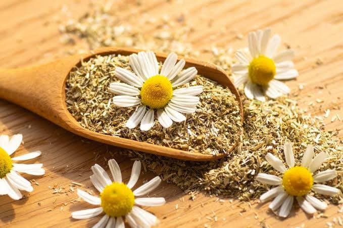 بابونه در طب سنتی؛ آیا این گیاه به کاهش اضطراب کمک می‌کند؟