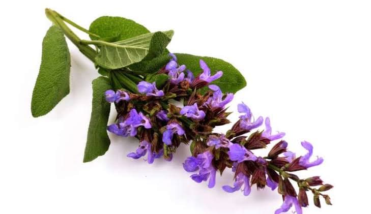 مریم‌گلی در طب سنتی؛ بررسی تأثیر احتمالی آن بر گرگرفتگی دوران یائسگی