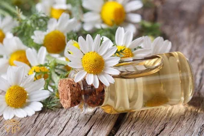 پژوهش جدید درباره بابونه؛ اهمیت بررسی ایمنی گیاهان دارویی در طب سنتی