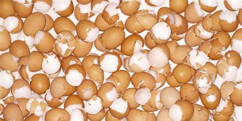 چربی قهوه ای و سلامتی