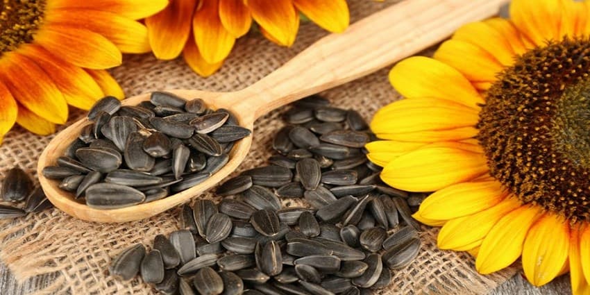 خواص تخمه آفتاب گردان برای سلامتی