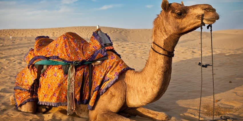 خطر شیوع ویروس کرونای شتری در قطر