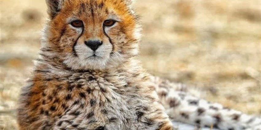 عمر "پیروز" به یک سال قد نداد 