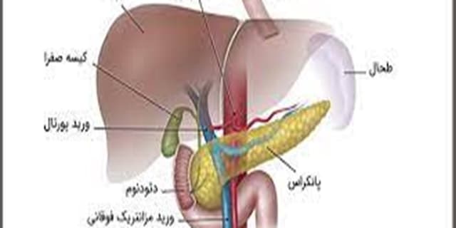 مهندسی زیستی پانکراس برای اولین بار