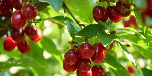 میوه ضد افسردگی 