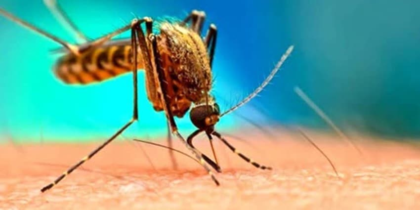 آنچه باید از از پشه آئدس و بیماری تب دنگی بدانیم