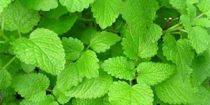 سرطان معده را با گیاه بادرنجبویه درمان کنید
