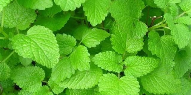 سرطان معده را با گیاه بادرنجبویه درمان کنید