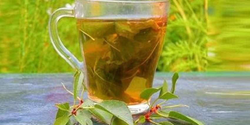 ۱۴ خواص برگ گیلاس و موارد استفاده آن که نمی‌دانید