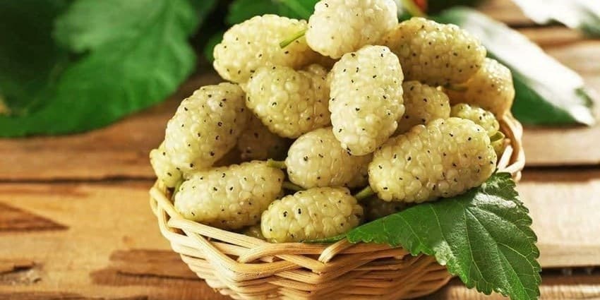 کلید طول عمر و جوانی در این میوه محبوب است