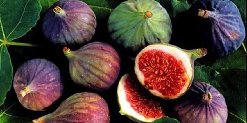 خواص درمانی انجیر سیاه که نمی‌دانید